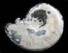 Sublunduloceras Ammonite Fossil - Cyber Monday Deal! #34602-1